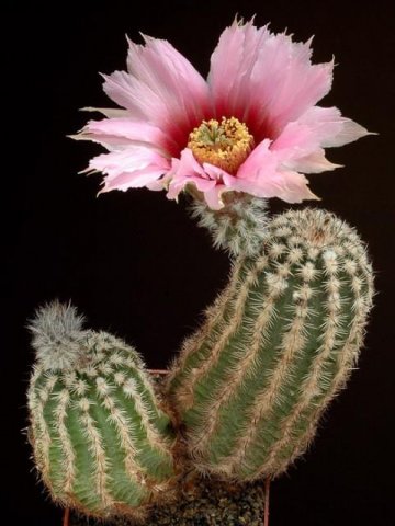 Echinocereus_sciurus